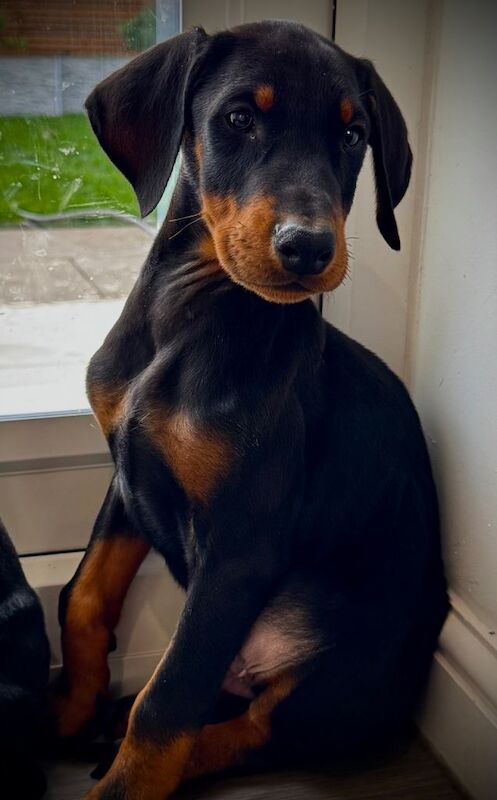 Doberman puppies for sale in Nottingham, Nottinghamshire – KC registered, 9 weeks old - Image 3 of 5