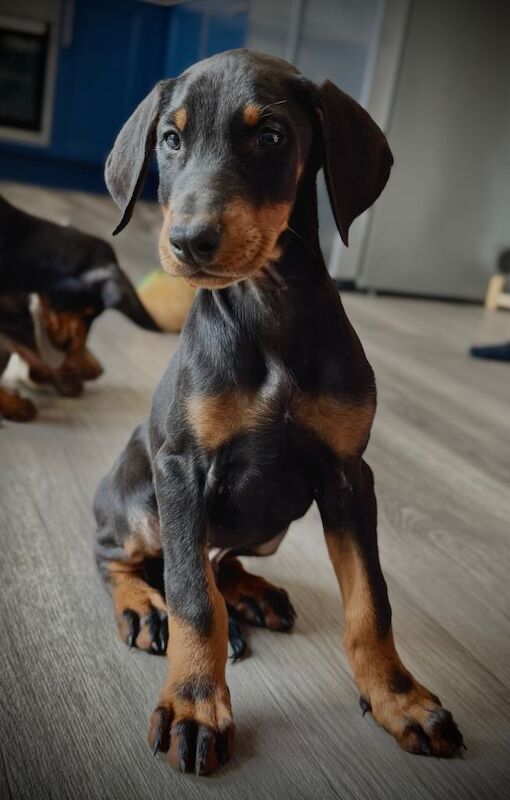 Doberman puppies for sale in Nottingham, Nottinghamshire – KC registered, 9 weeks old - Image 4 of 5