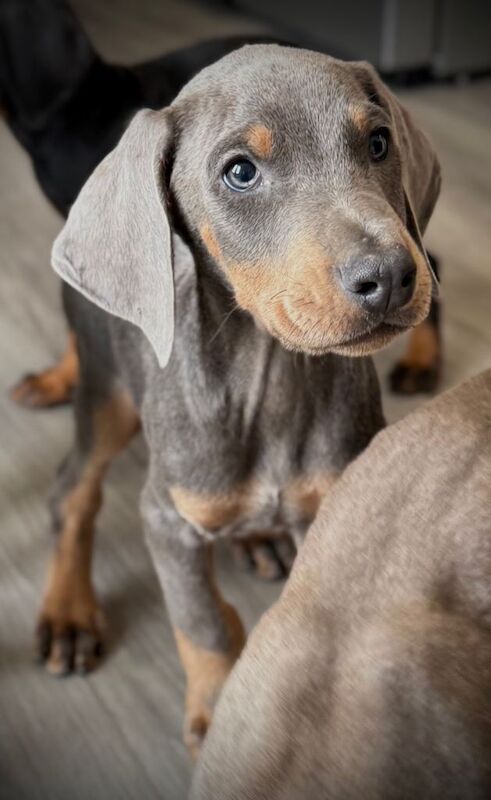 Doberman puppies for sale in Nottingham, Nottinghamshire – KC registered, 9 weeks old - Image 5 of 5