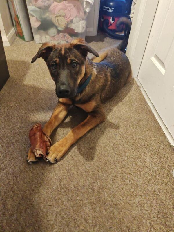 Doberman puppies for sale in Stourbridge, West Midlands – 5 months old