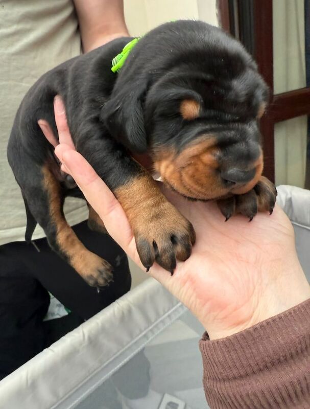 Doberman puppies for sale in Heysham, Lancashire – 3 weeks old