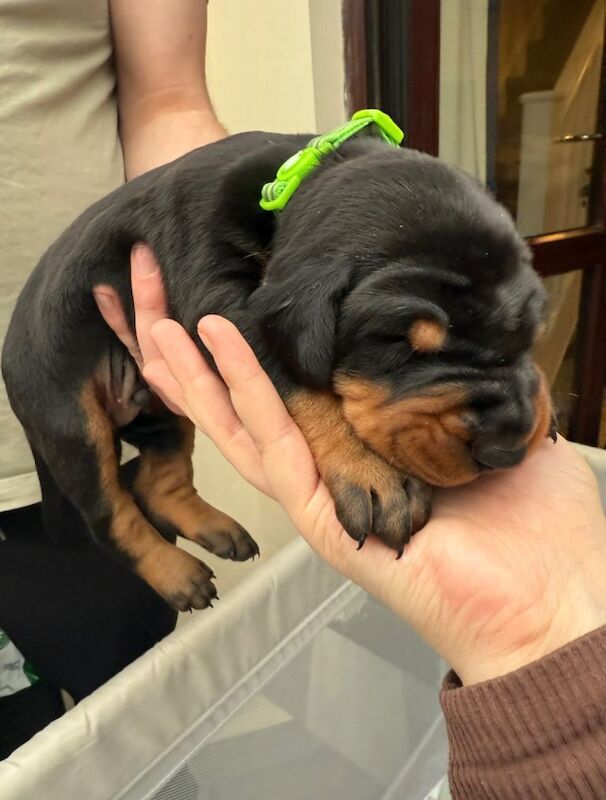 Doberman puppies for sale in Heysham, Lancashire – 2 weeks old - Image 2 of 4