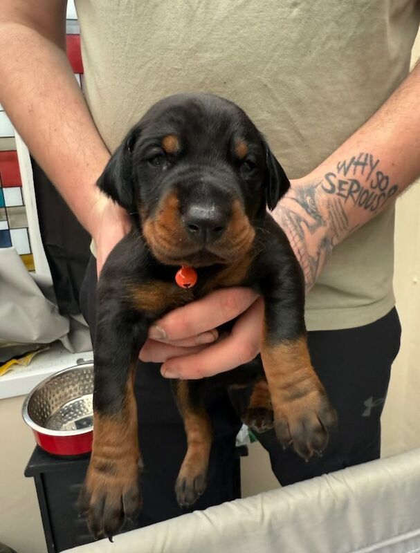 Doberman puppies for sale in Heysham, Lancashire – 2 weeks old - Image 3 of 4
