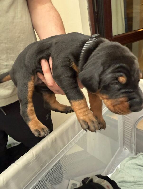 Doberman puppies for sale in Heysham, Lancashire – 2 weeks old - Image 4 of 4