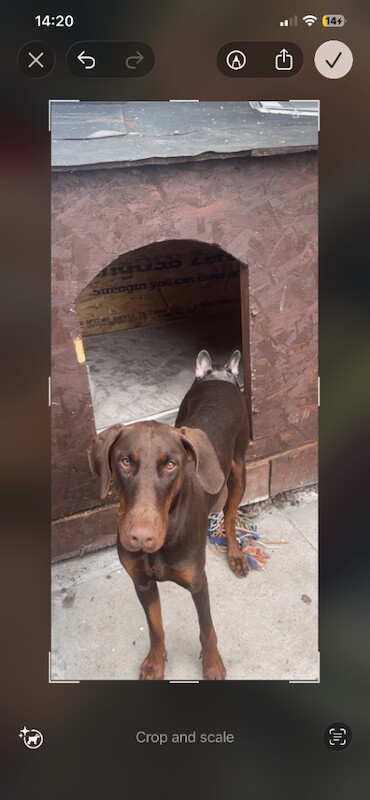 Doberman Puppies For Sale