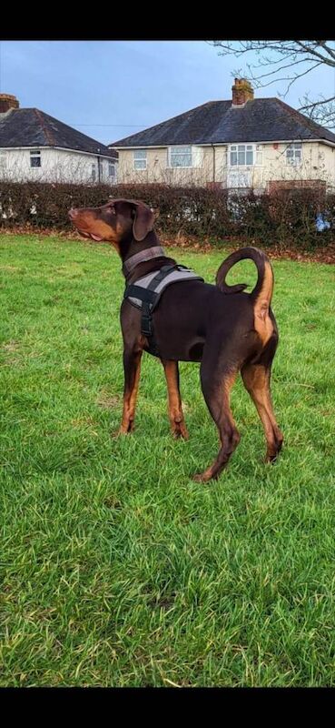 Doberman Puppies For Sale Under £1,000