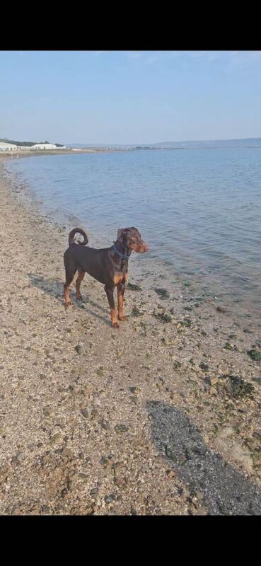 Beautiful purebred male doberman - Image 2 of 3