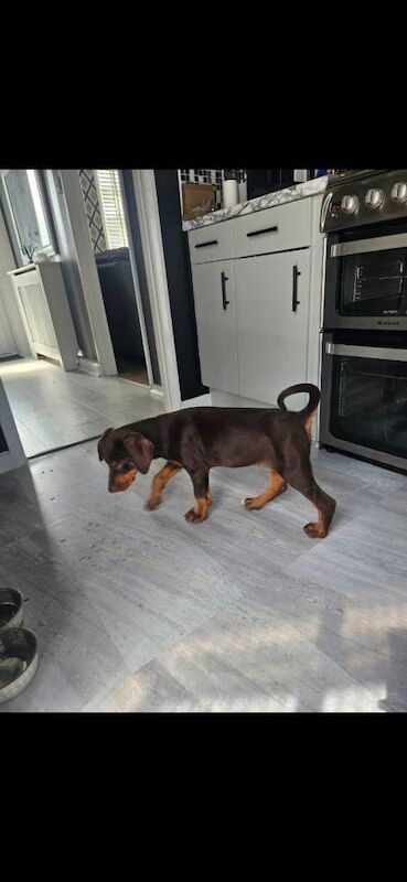 Beautiful purebred male doberman - Image 3 of 3