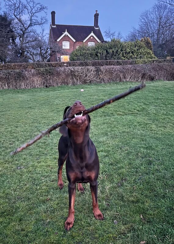 Doberman Puppies For Sale