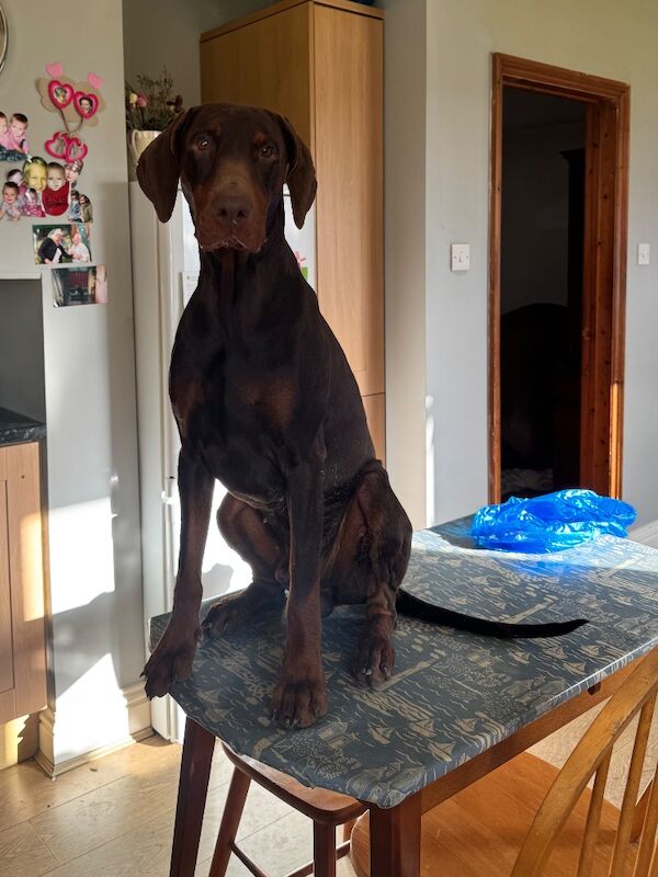 Doberman puppies for sale in Hurst Green, East Sussex – KC registered, 2 years old - Image 2 of 6