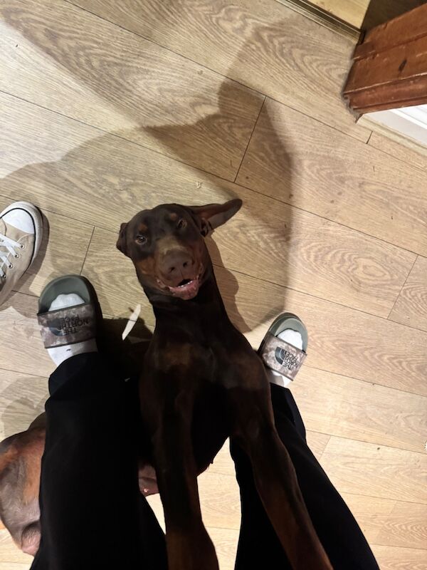 Doberman puppies for sale in Hurst Green, East Sussex – KC registered, 2 years old - Image 3 of 6