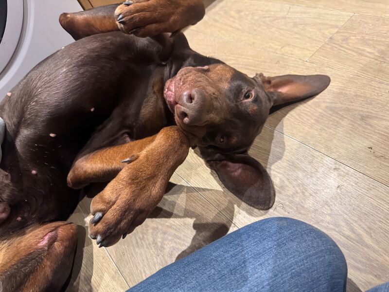 Doberman puppies for sale in Hurst Green, East Sussex – KC registered, 2 years old - Image 4 of 6