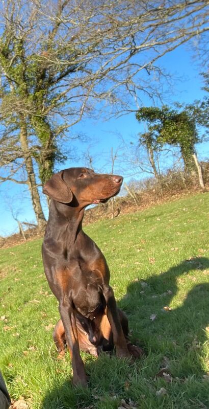 Doberman puppies for sale in Hurst Green, East Sussex – KC registered, 2 years old - Image 5 of 6