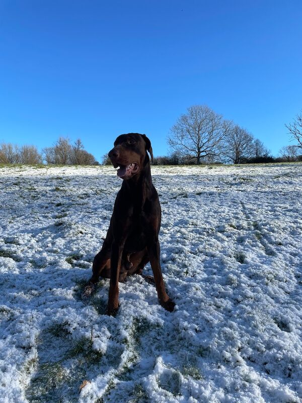 Doberman puppies for sale in Hurst Green, East Sussex – KC registered, 2 years old - Image 6 of 6