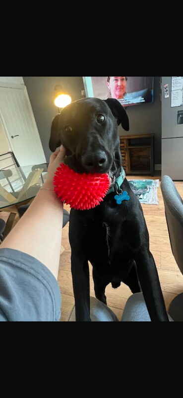 Benji