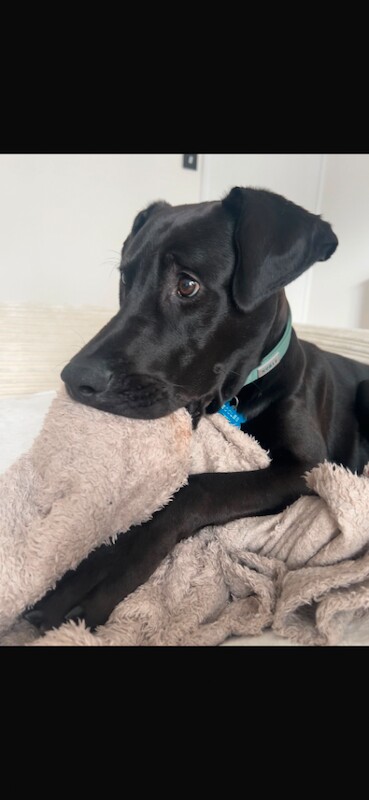 Benji - Image 3 of 4