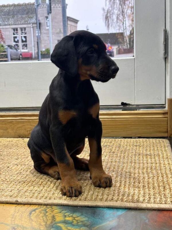 Doberman puppies for sale in Ellon, Aberdeenshire β 9 weeks old