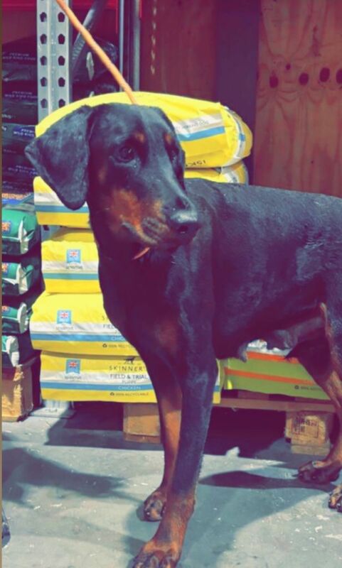 Doberman puppies for sale in Ellon, Aberdeenshire – 9 weeks old - Image 4 of 5