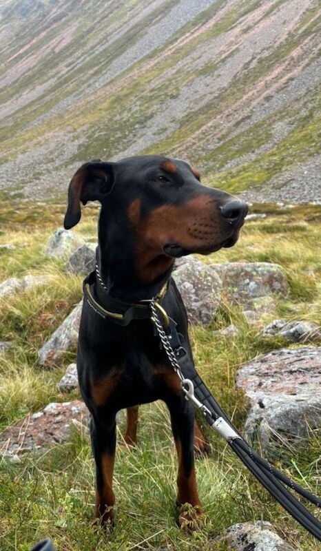 Doberman puppies for sale in Ellon, Aberdeenshire – 9 weeks old - Image 5 of 5