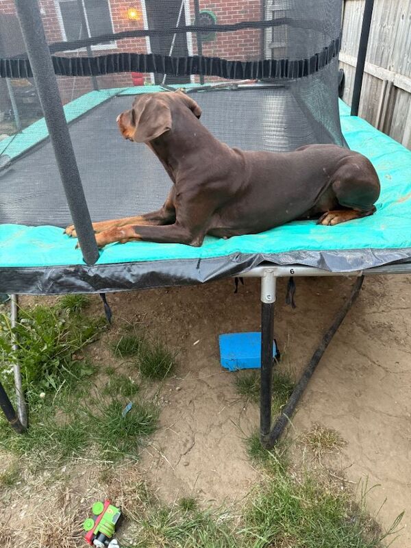 Doberman puppies for sale in Leicester, Leicestershire – 4 years old