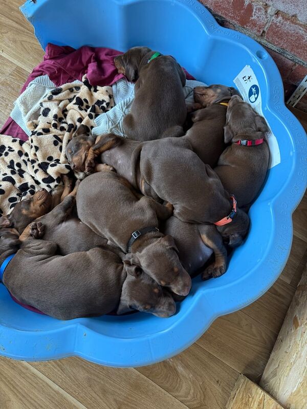 Doberman puppies for sale in Doncaster, South Yorkshire – KC registered, 4 weeks old