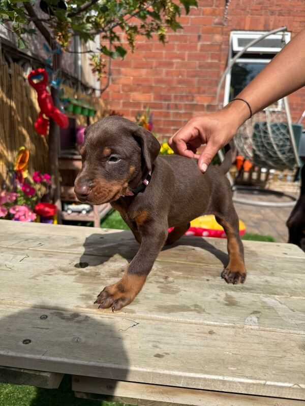 Doberman puppies for sale in Doncaster, South Yorkshire – KC registered, 4 weeks old - Image 2 of 3