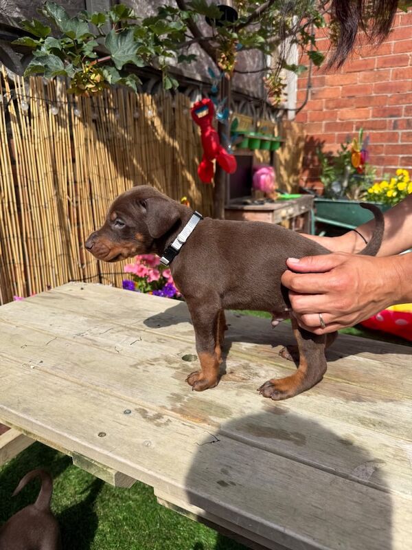 Doberman puppies for sale in Doncaster, South Yorkshire – KC registered, 4 weeks old - Image 3 of 3