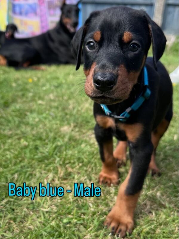 Doberman Puppies For Sale