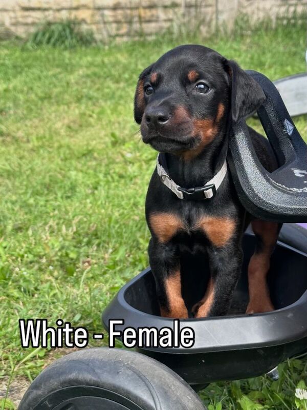 Champion bloodline Dobermanns - Image 2 of 5