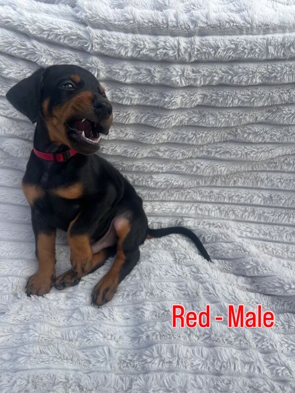 Champion bloodline Dobermanns - Image 3 of 5