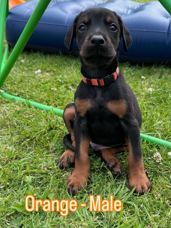 Champion bloodline Dobermanns - Image 4 of 5