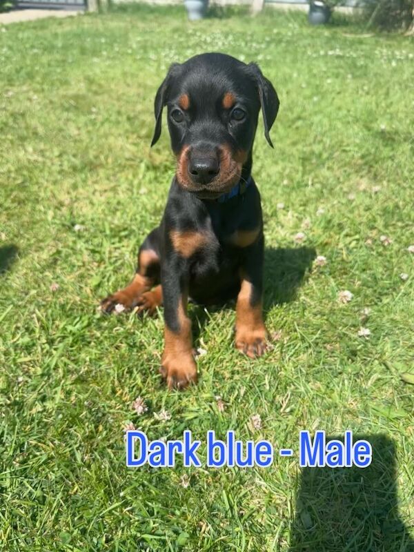 Champion bloodline Dobermanns - Image 5 of 5