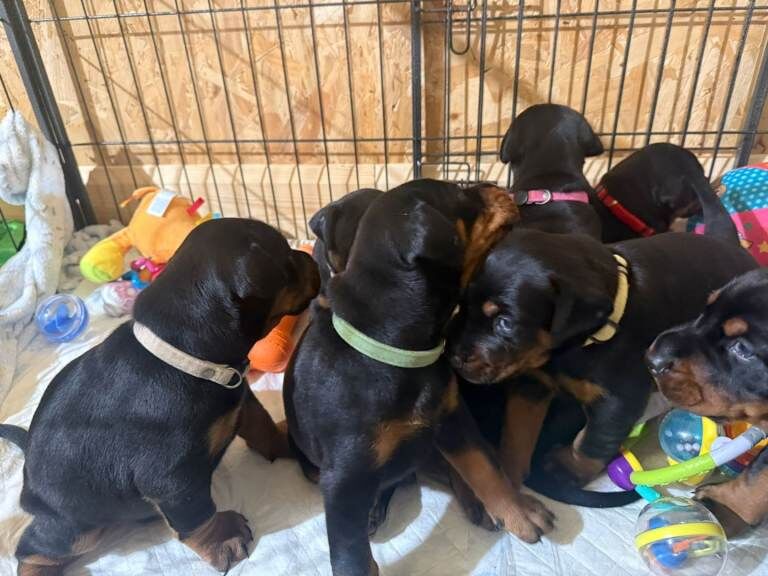 Doberman Puppies For Sale