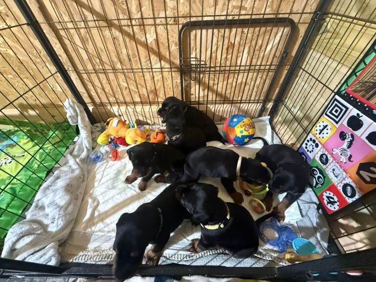 Doberman puppies for sale in Walsall, West Midlands – KC registered, 4 weeks old - Image 2 of 4