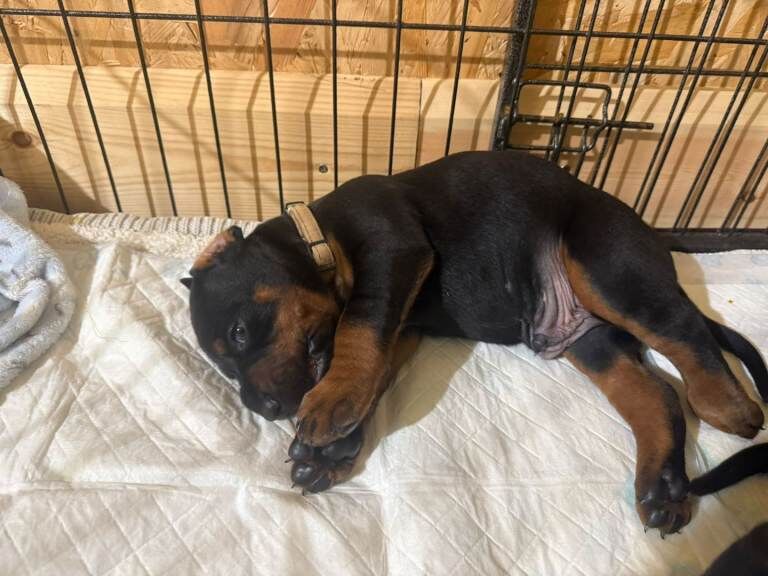 Doberman puppies for sale in Walsall, West Midlands – KC registered, 4 weeks old - Image 3 of 4