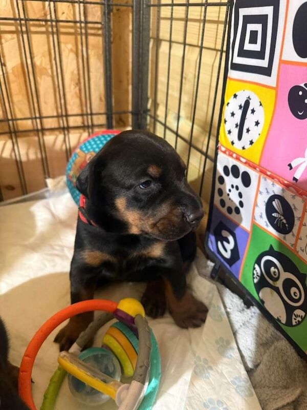 Doberman puppies for sale in Walsall, West Midlands – KC registered, 4 weeks old - Image 4 of 4