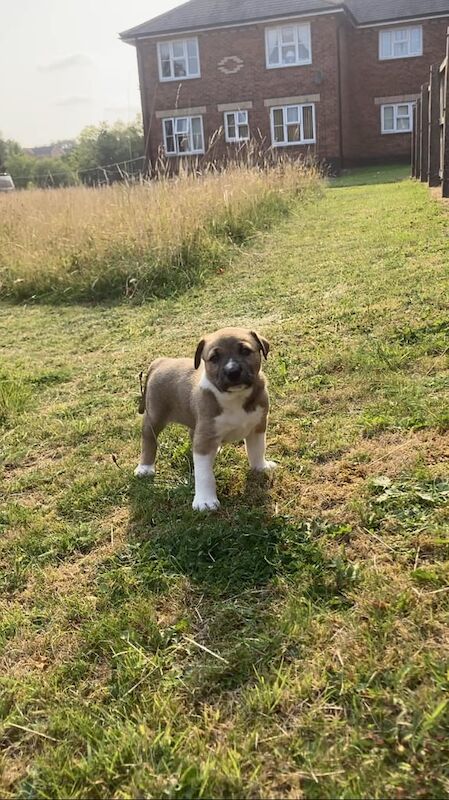 Doberman puppies for sale in Abertillery / Abertyleri, Gwent – 9 weeks old - Image 2 of 3