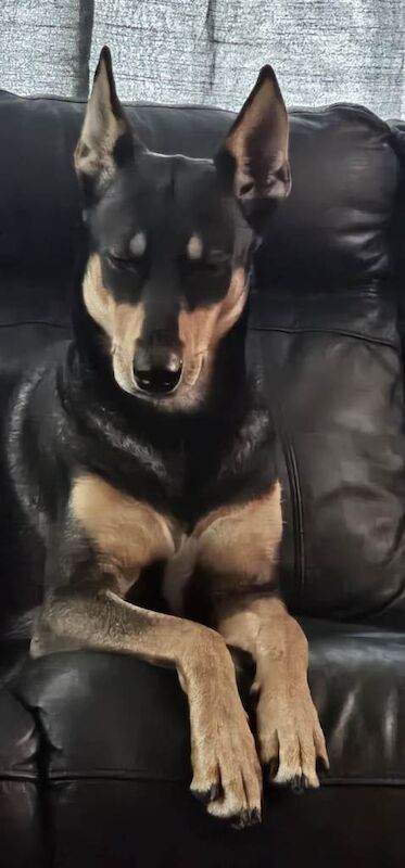 Doberman puppies for sale in Carrickfergus, County Antrim – 2 years old