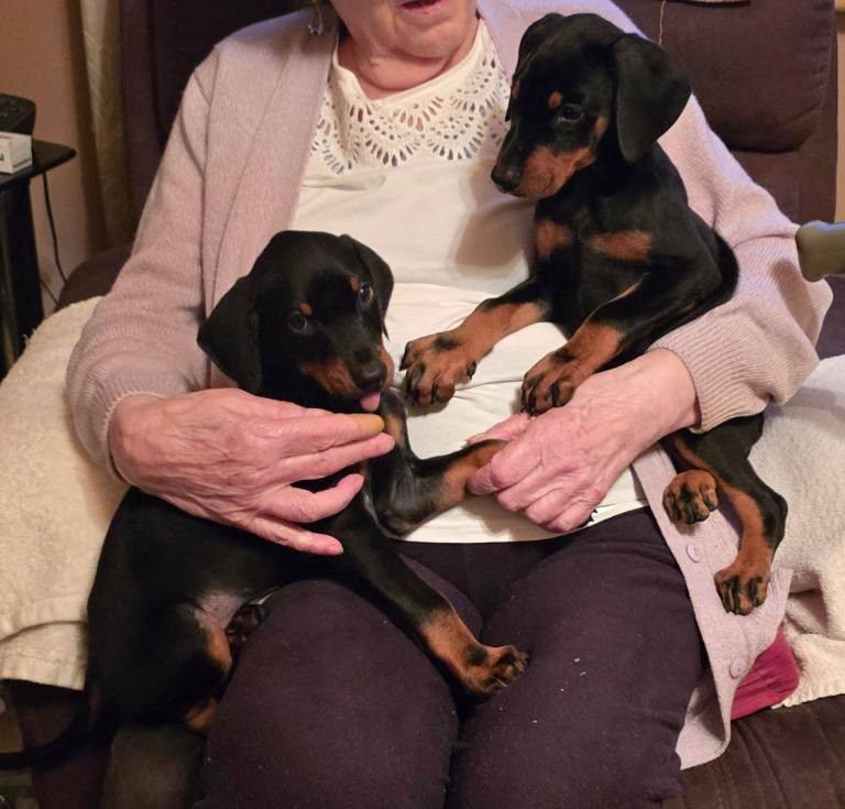 Do you puppies for sale - Image 2 of 5