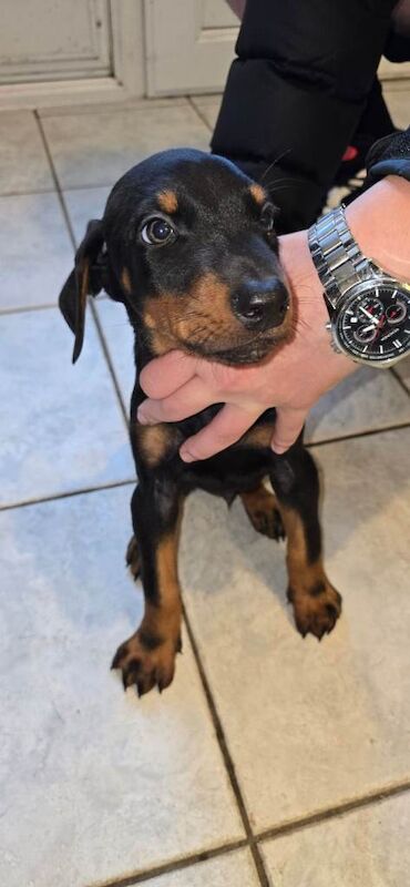 Do you puppies for sale - Image 4 of 5