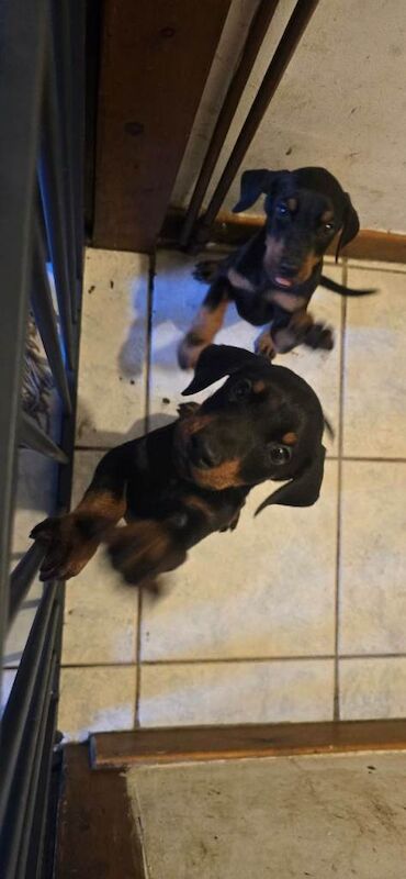 Do you puppies for sale - Image 5 of 5