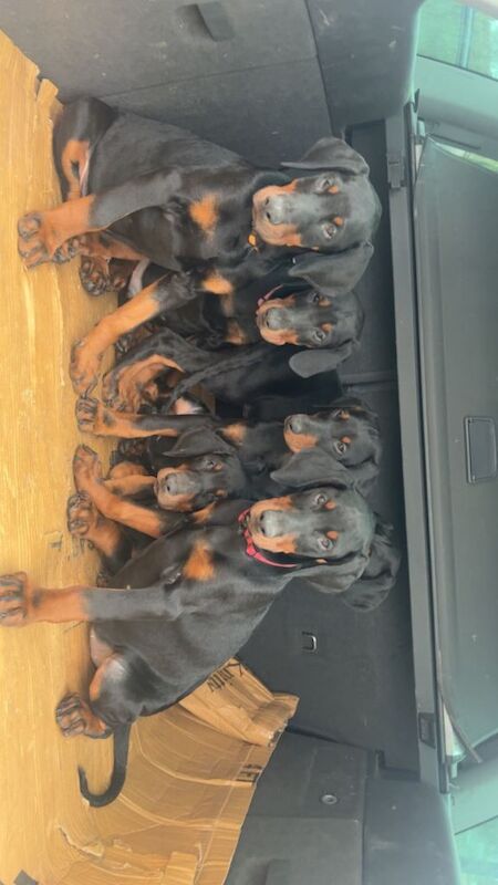 Doberman Puppies For Sale