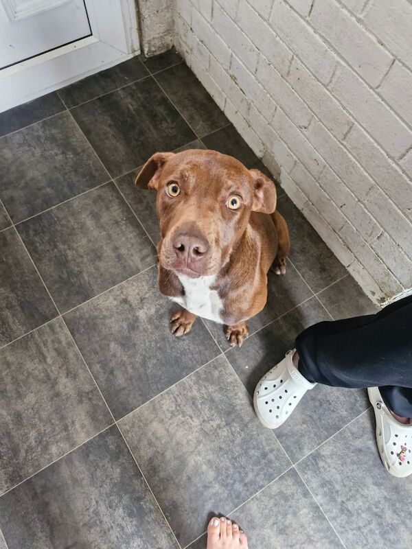 Doberbull for sale in Barnsley, South Yorkshire