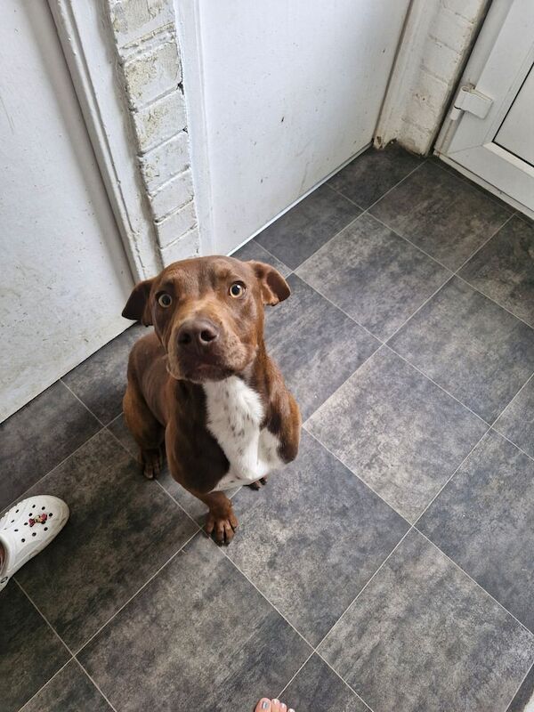 Doberbull for sale in Barnsley, South Yorkshire | Image 2