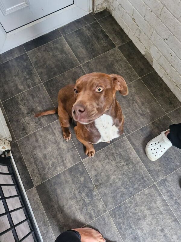 Doberbull for sale in Barnsley, South Yorkshire - Image 3