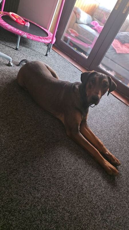 Doberman 11month Male for Rehoming - Image 2 of 4