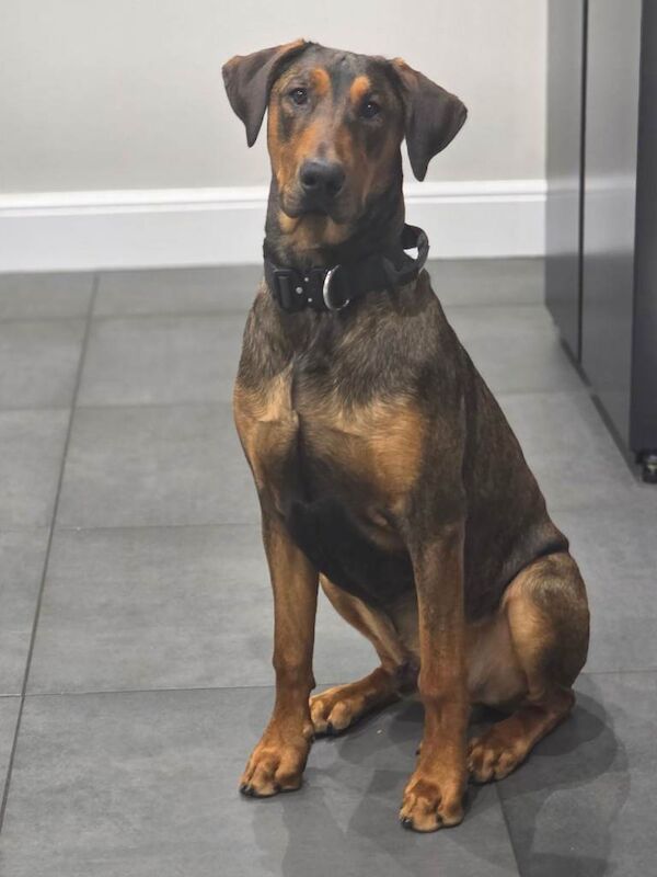 Doberman 11month Male for Rehoming - Image 3 of 4