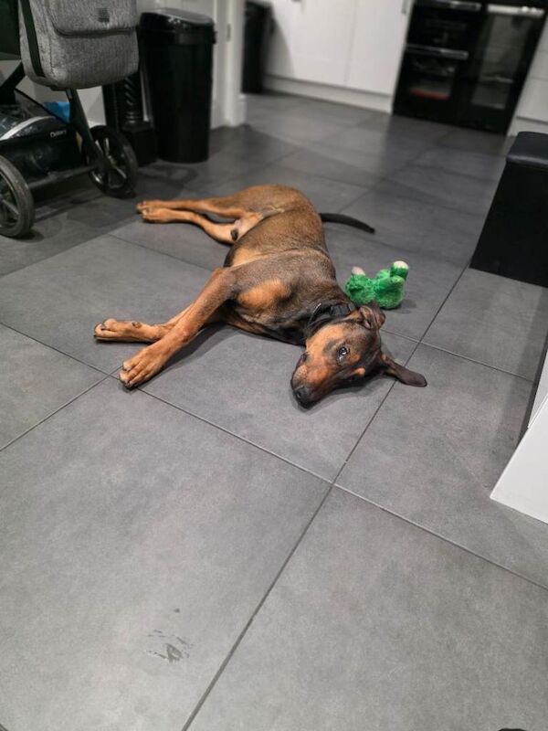 Doberman 11month Male for Rehoming - Image 4 of 4