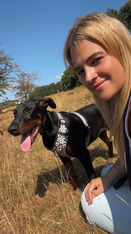 Doberman puppies for sale in Brecon / Aberhonddu, Powys – 5 months old