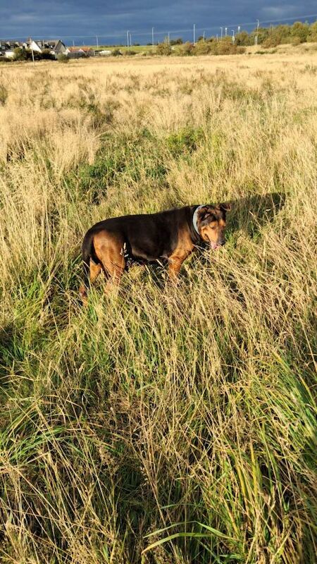 Doberman puppies for sale in Airdrie, Lanarkshire – 3 years old